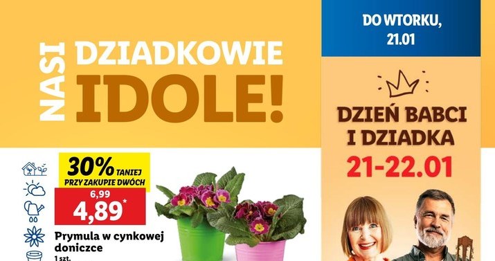 Jakie kwiaty wybrać na Dzień Babci i Dziadka w Lidlu? /Lidl /INTERIA.PL