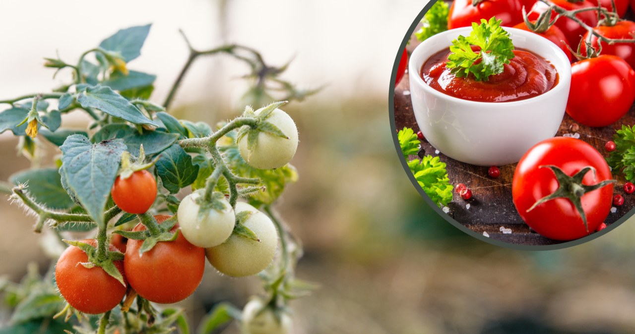 Jakie odmiany pomidorów najlepiej nadają się na przetwory? /Pixel