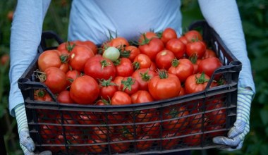 Jakie pomidory posadzić w tym roku? Najlepsze odmiany na sezon 2026