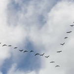 Jakie ptaki przylatują do Polski na wiosnę? Nie tylko bociany