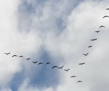 Jakie ptaki przylatują do Polski na wiosnę? Nie tylko bociany