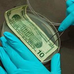Jakie rodzaje bakterii można znaleźć na pieniądzach?