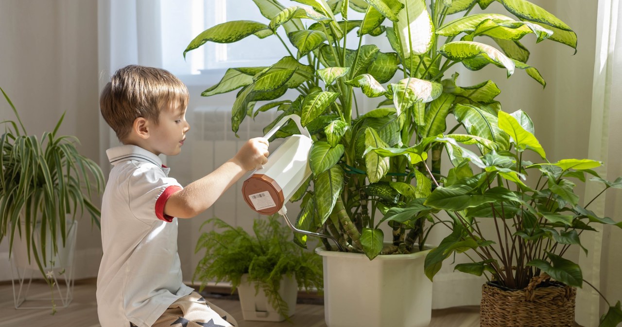 Jakie rośliny doniczkowe będą najlepsze do pokoju dziecka? /Pixel /Pixel