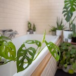 Jakie rośliny nadają się do łazienki? Oto lista wybranych gatunków