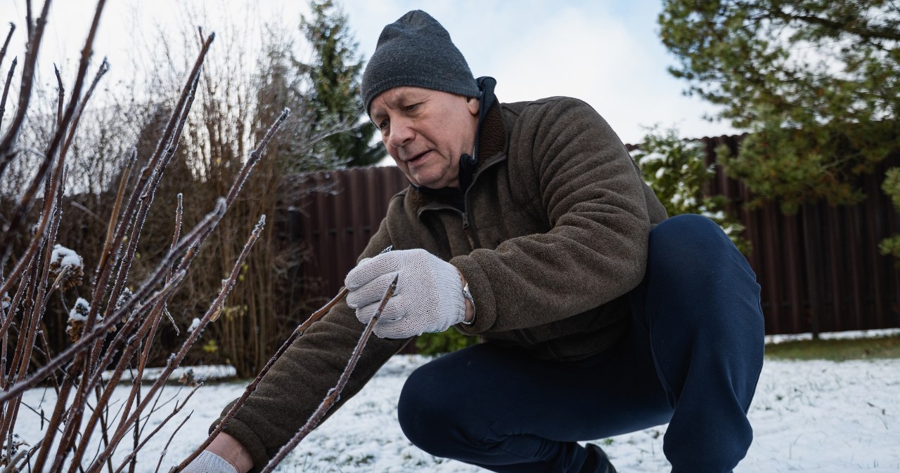 Jakie rośliny potrzebują pielęgnacji w styczniu? /Pixel