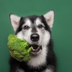 Jakie warzywa może jeść pies, a które mu zaszkodzą?