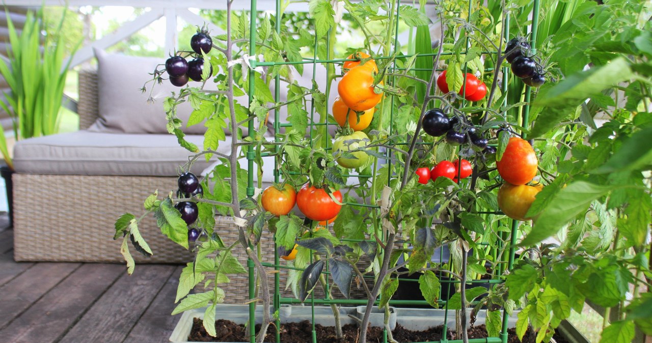 Jakie warzywa można hodować w domu? Sprawdzą się między innymi pomidorki koktajlowe, ale co jeszcze? /123RF/PICSEL