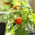 Jakie warzywa można uprawiać na balkonie? Dorodne plony