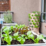 Jakie warzywa warto posiać na balkonie wiosną? Poznaj najpopularniejsze gatunki