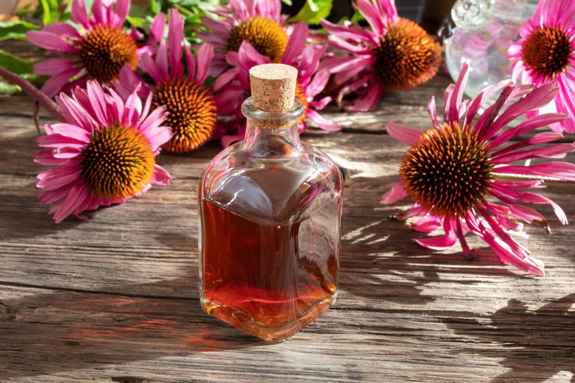 Jakie właściwości kryje w sobie echinacea? /&copy;123RF/PICSEL