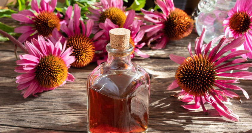 Jakie właściwości kryje w sobie echinacea? /&copy;123RF/PICSEL