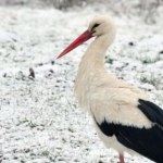 Jakie zwierzę zastąpi bociana białego? Każdy może zdecydować