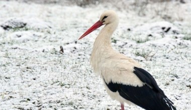 Jakie zwierzę zastąpi bociana białego? Każdy może zdecydować