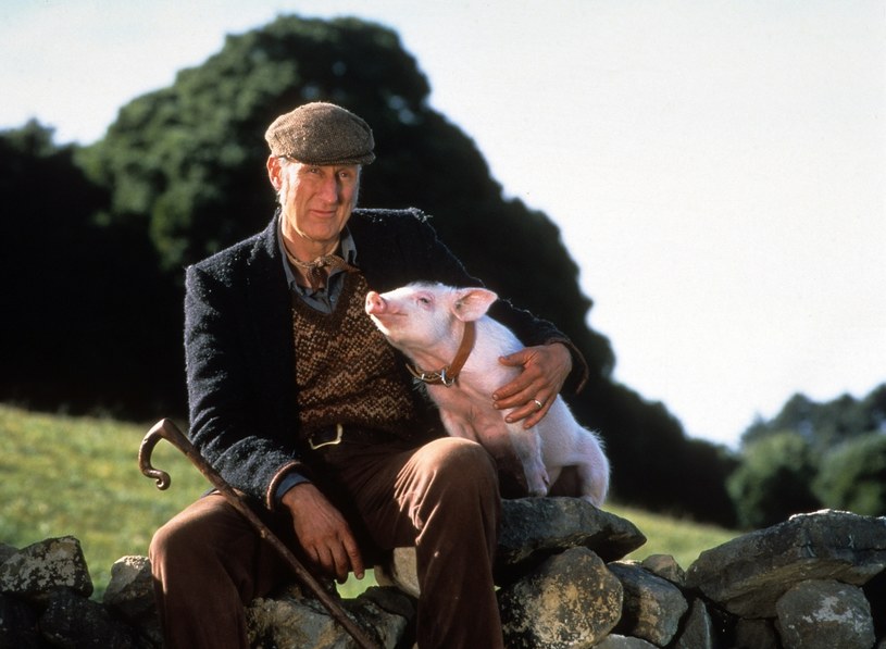 James Cromwell w filmie "Babe: świnka z klasą" (1995) / Universal /Getty Images