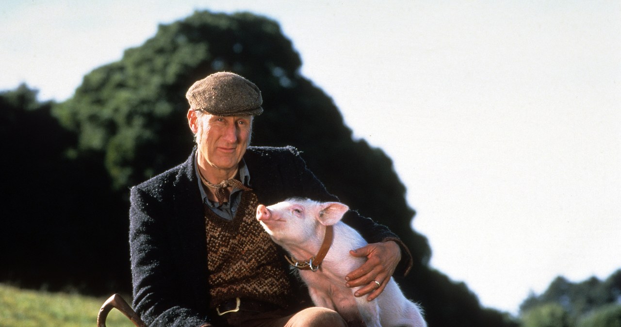 James Cromwell w filmie "Babe: świnka z klasą" (1995) / Universal /Getty Images