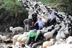 Jamne: Spłoszone owce podczas redyku