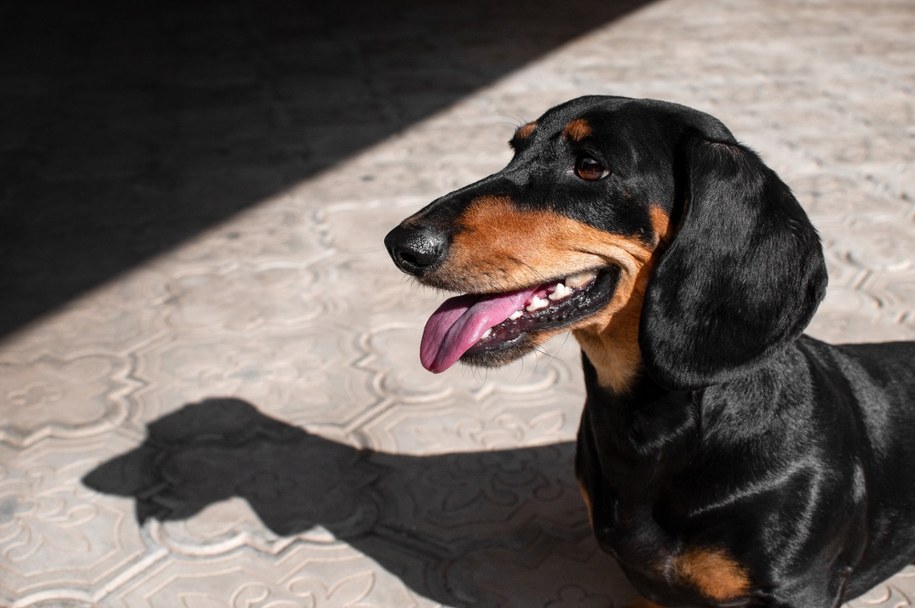 Niezwykła historia Valerie: Jamniczka odnaleziona po 529 dniach