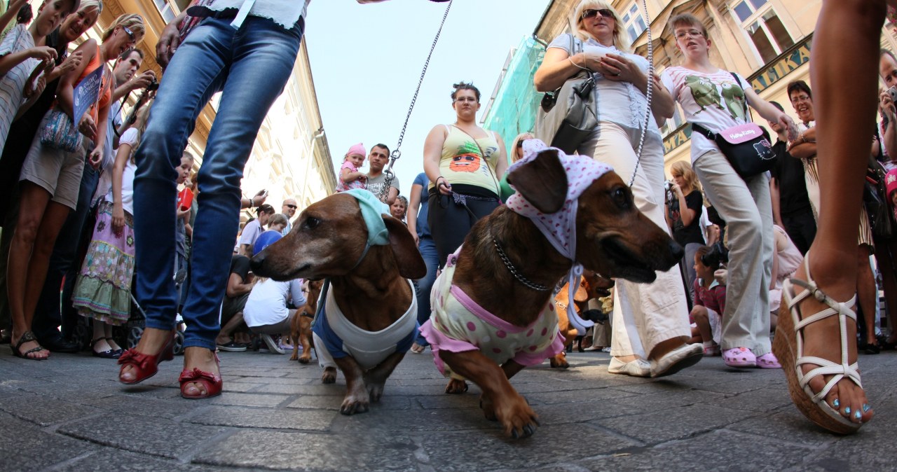 Jamniki przemaszerowały ulicami Krakowa