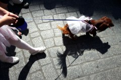 Jamniki przemaszerowały ulicami Krakowa