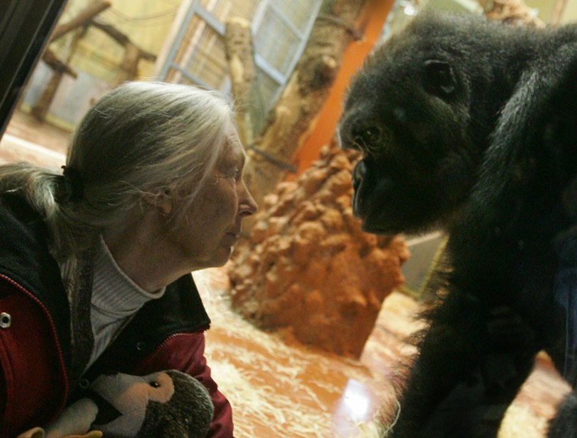 Jane Goodall całe życie poświęciła zwierzętom. Teraz chce chronić klimat /East News