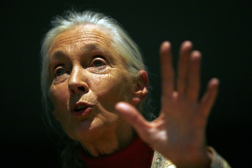 Jane Goodall nie ma optymistycznej przepowiedni dla świata, jeśli nie zaczniemy dbać o środowisko /Associated Press / ALESSANDRO DELLA BELLA /East News