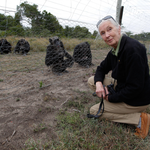 Jane Goodall - pani od szympansów