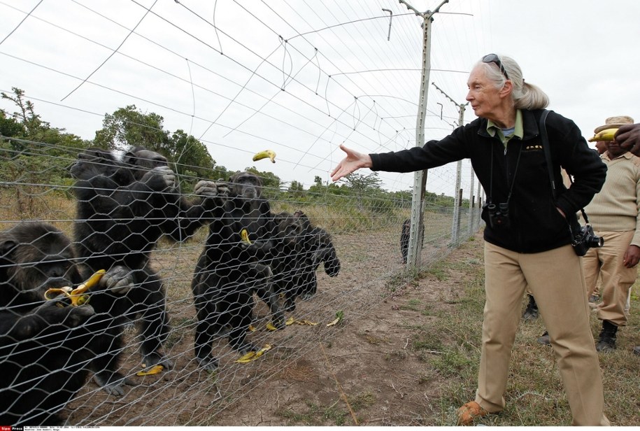 Jane Goodall w 2016 roku /CYRIL VILLEMAIN/SIPA/EAST NEWS /East News
