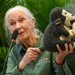 Jane Goodall zostawiła radykalne ostrzeżenie. "To jest piekło na ziemi"