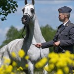 Janów Podlaski gotowy na Dni Konia Arabskiego – Pride of Poland już 10 sierpnia