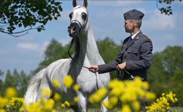 Janów Podlaski gotowy na Dni Konia Arabskiego – Pride of Poland już 10 sierpnia