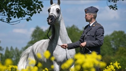 Janów Podlaski gotowy na Dni Konia Arabskiego – Pride of Poland już 10 sierpnia