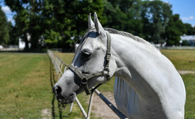 Janów Podlaski: Kolejna zmiana na stanowisku prezesa stadniny