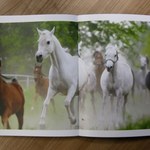 Janów Podlaski: Zaprezentują 130 koni arabskich czystej krwi. Aukcja już w niedzielę