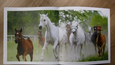 Janów Podlaski: Zaprezentują 130 koni arabskich czystej krwi. Aukcja już w niedzielę