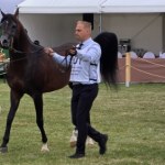 Janów Podlaski znów na ustach świata. 115 koni arabskich na pokazie