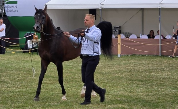 Janów Podlaski znów na ustach świata. 115 koni arabskich na pokazie