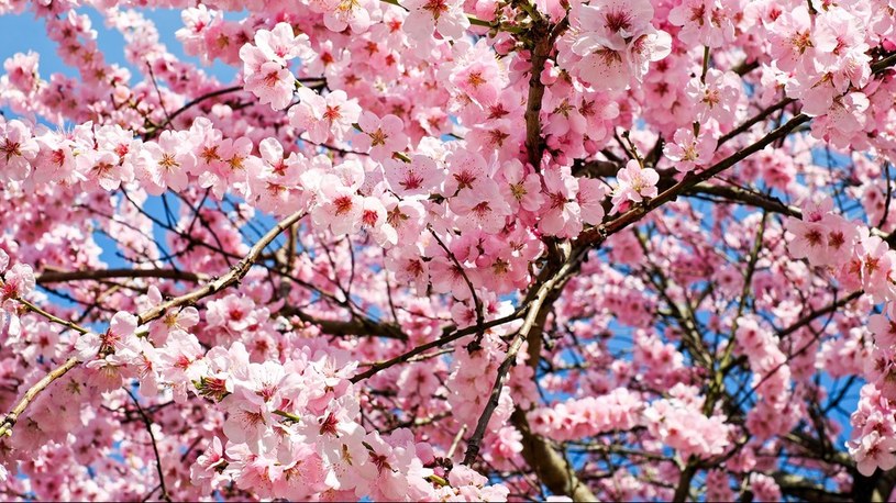 Japończycy celebrują właśnie najwcześniejsze w historii kwitnienie wiśni /Geekweek