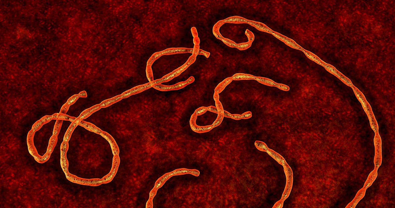 Japończycy chcą być przygotowani na ewentualną epidemię wirusa Ebola /123RF/PICSEL