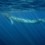 Japończycy chcą polować na kolejne wieloryby. Finwale są zagrożone