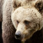 Japończycy odstrzelili rekordowo dużo niedźwiedzi. Aż 40 dziennie