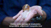 Japończyk hoduje ślimaki dla Francuzów. Nie mogą mu dorównać