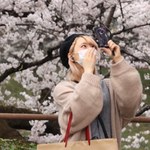 Japonia doczekała się swojego piękna. Wiśnie zakwitły!