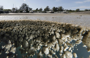 Japonia: Dryfujący pumeks może wywołać katastrofę ekologiczną