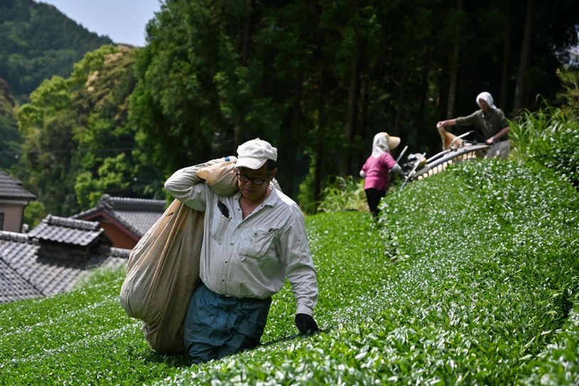 Japonia, miejscowość Fujieda,  w prefekturze Shizuoka. Zbiory liści herbaty matcha /CHARLY TRIBALLEAU / AFP /East News