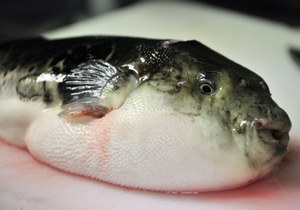 Japonia: Ostrzeżenie przed zjedzeniem trujących ryb