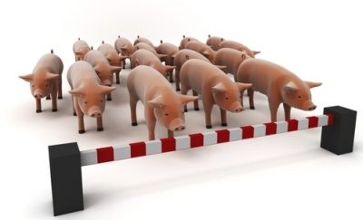 Japonia przeżywa inwazję świńskiej grypy /gram.pl