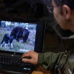 Japonia wysyła wojsko na niedźwiedzie. Bezprecedensowa fala ataków