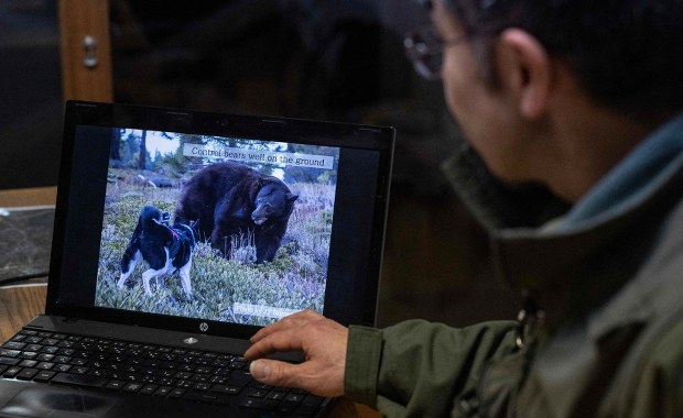 Japonia wysyła wojsko na niedźwiedzie. Bezprecedensowa fala ataków