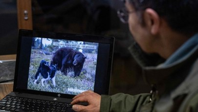 Japonia wysyła wojsko na niedźwiedzie. Bezprecedensowa fala ataków