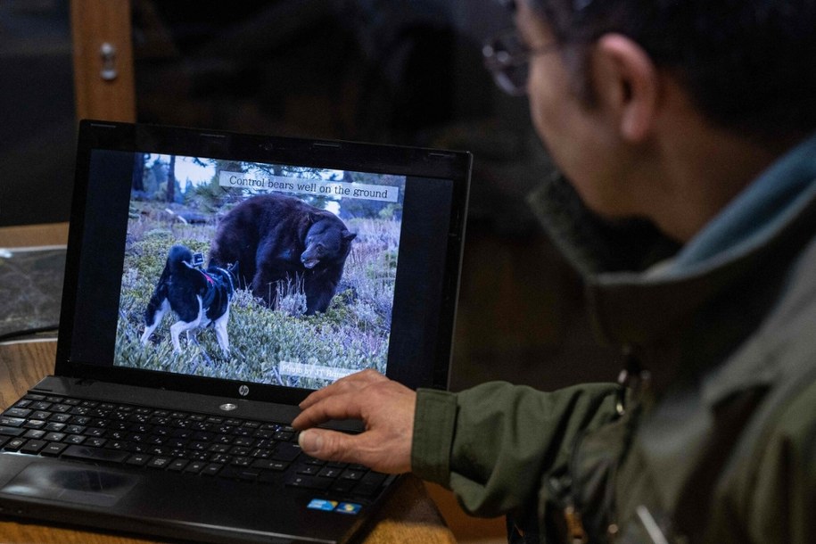 Japonia wysyła wojsko na północ kraju. Dramatyczny wzrost ataków niedźwiedzi /RICHARD A. BROOKS/AFP/East News /East News
